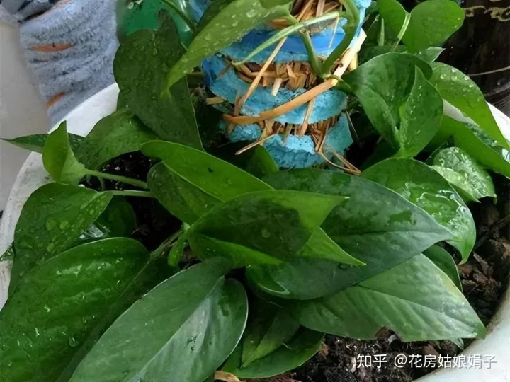 为什么买的花都养不活，为什么买来的花养不活？有什么技巧或者需要买什么东西浇花吗？
