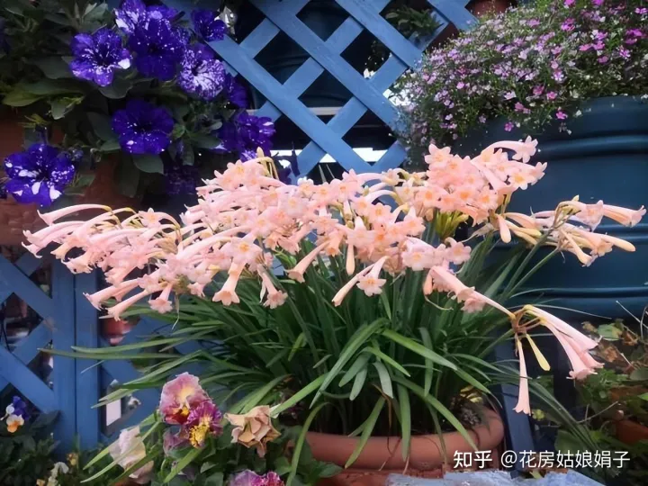 为什么买的花都养不活，为什么买来的花养不活？有什么技巧或者需要买什么东西浇花吗？