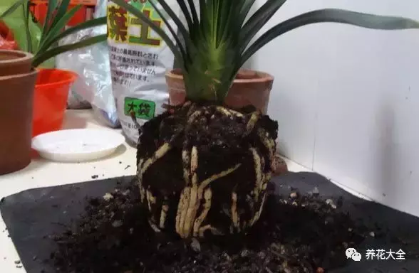 养花技巧大全，史上最全养花技巧出炉，1篇抵100篇，看完就是大神！