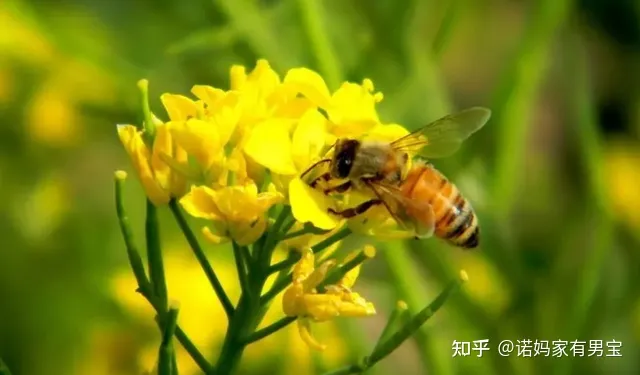 我国古人特别喜欢在诗中写动物你能举出一两例吗，古人是如何描写小动物的呢？8首诗8种动物，换个方式教孩子认识