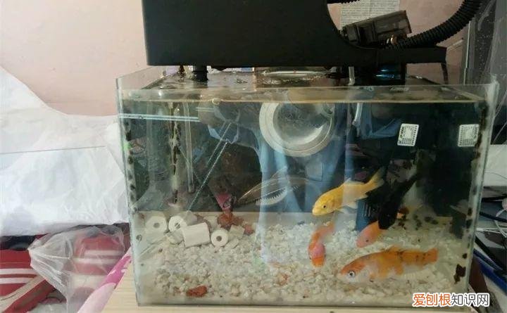 什么植物浇水就能活，祖传养花的秘诀，就浇这5种水，盆盆长得油绿茂盛！