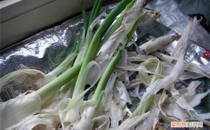 什么植物浇水就能活，祖传养花的秘诀，就浇这5种水，盆盆长得油绿茂盛！