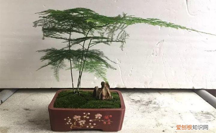 什么植物浇水就能活，祖传养花的秘诀，就浇这5种水，盆盆长得油绿茂盛！