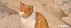 猫尿血吃什么药见效,猫尿血吃什么药,猫尿血怎么办，猫尿血要吃什么药