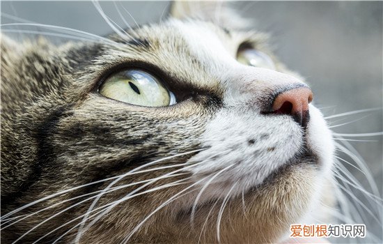 猫传腹怎么知道什么时候停针，猫传腹停针多久没复发就是没问题