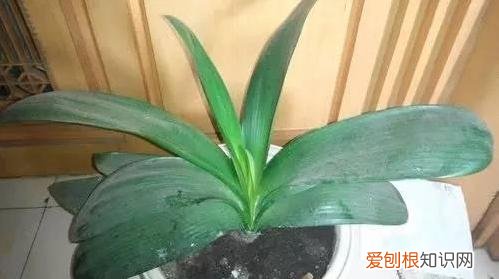 养花知识大全与技巧，6个简单实用、又好操作的养花小窍门，学会了养花就这么简单
