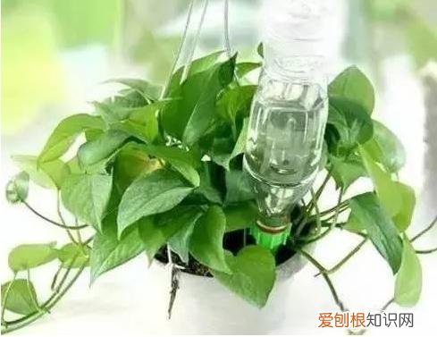 养花知识大全与技巧，6个简单实用、又好操作的养花小窍门，学会了养花就这么简单
