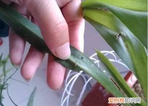 养花知识大全与技巧，6个简单实用、又好操作的养花小窍门，学会了养花就这么简单