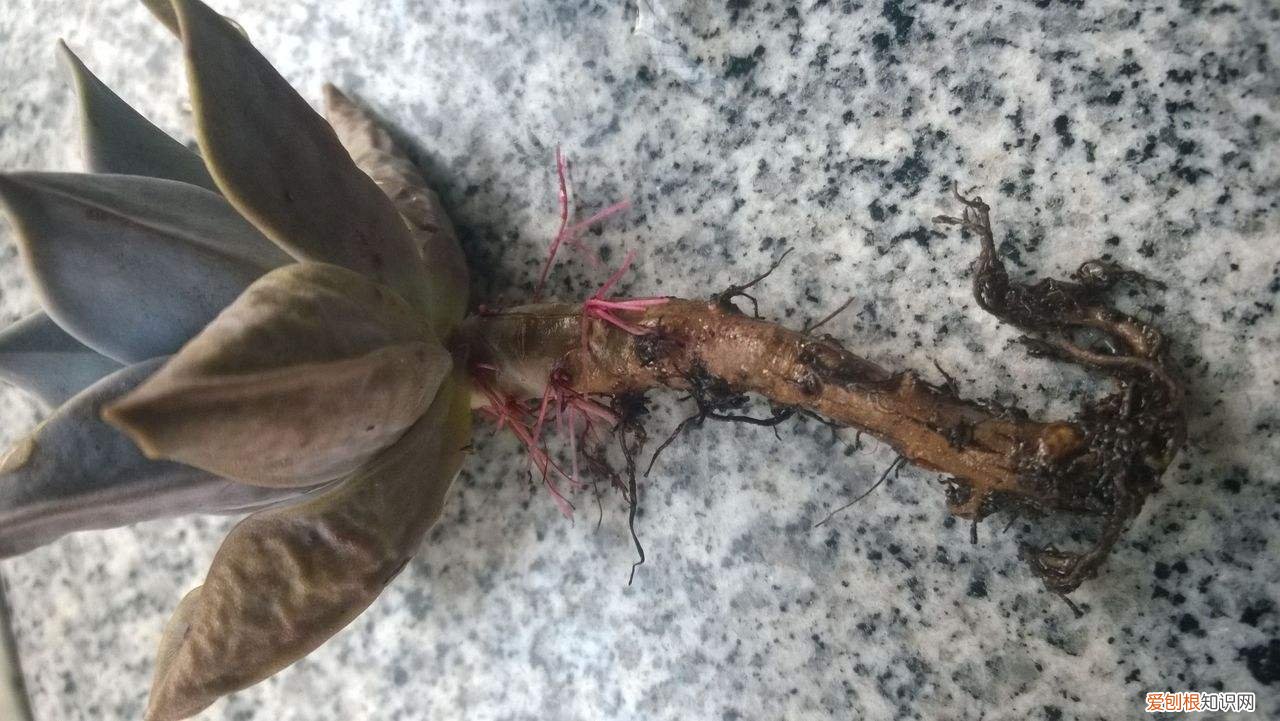 问一下养花,买花是养花的第一步,看好这3个地方,买到好花不容易养死