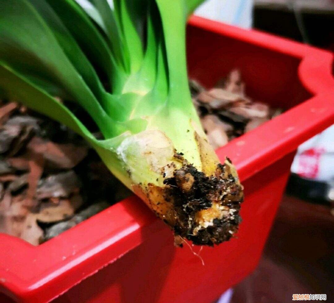 问一下养花,买花是养花的第一步,看好这3个地方,买到好花不容易养死