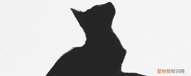 城市里的猫死了怎么处理,城市里的猫去世了一般怎么处理,城市里的猫死了怎么处理扔垃圾桶吗