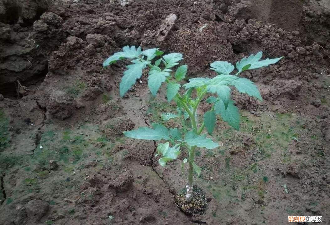 养花让心情好的说说，花总是养不活，其实是方法错了，第一步是最重要的