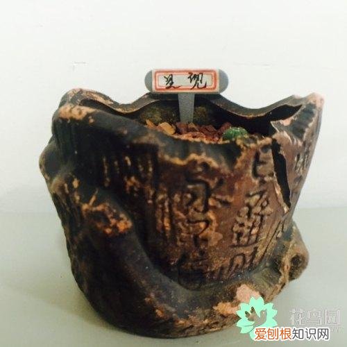 设计花盆需要考虑哪些因素，养花第一步：选择合适的花盆，只需掌握每种花盆的特点