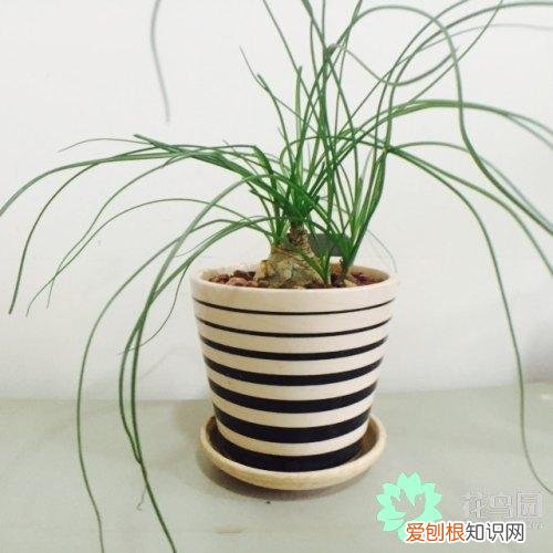 设计花盆需要考虑哪些因素，养花第一步：选择合适的花盆，只需掌握每种花盆的特点