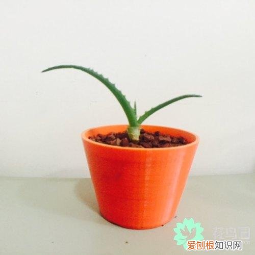 设计花盆需要考虑哪些因素，养花第一步：选择合适的花盆，只需掌握每种花盆的特点