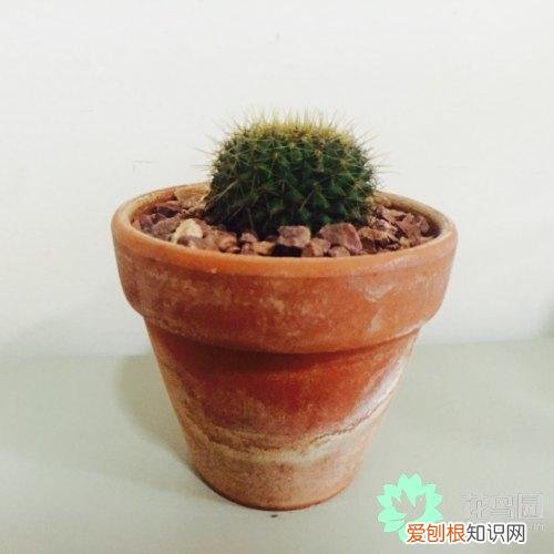 设计花盆需要考虑哪些因素，养花第一步：选择合适的花盆，只需掌握每种花盆的特点