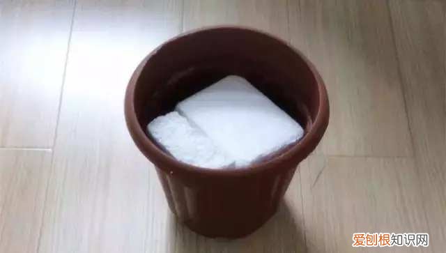 如何养花常识，这些养花经验你知道吗？
