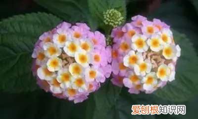 如何养花常识，这些养花经验你知道吗？