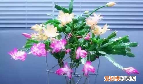 如何养花常识，这些养花经验你知道吗？