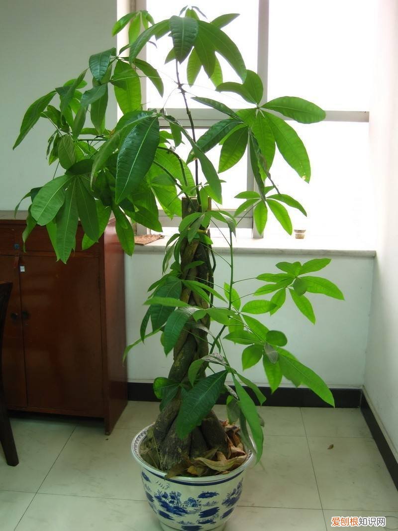 怎么养花盆植物，新手养花怎么做？教你养第1盆花，变身成养花达人