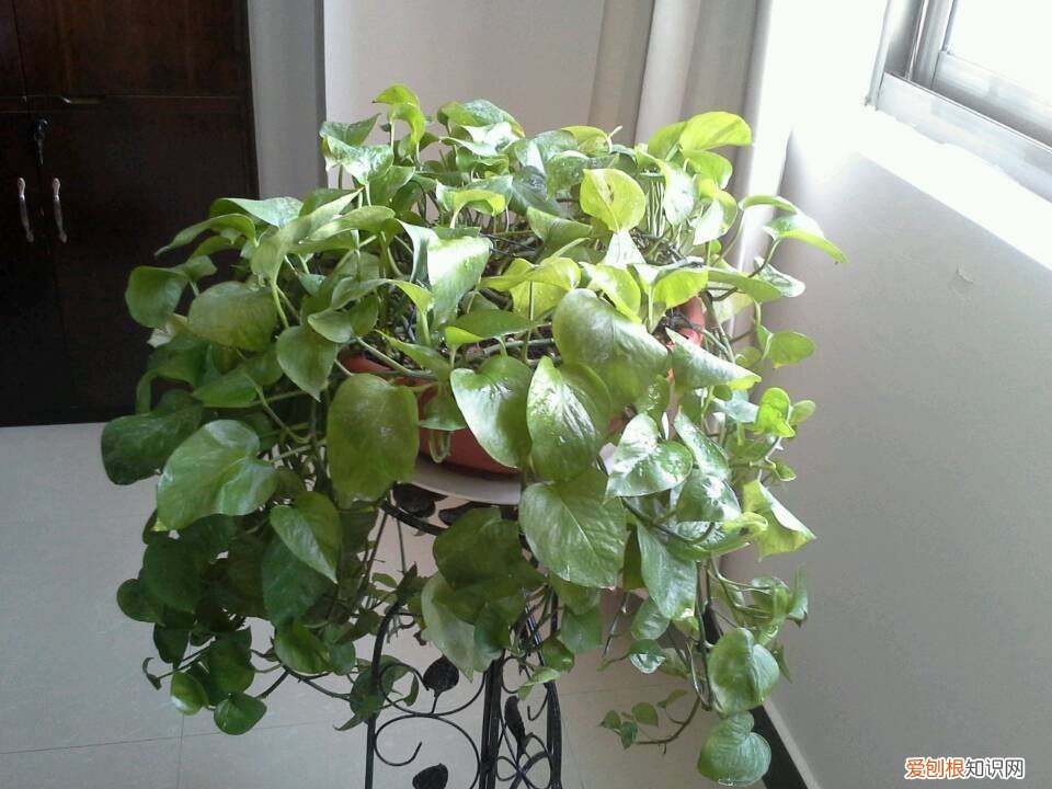 怎么养花盆植物，新手养花怎么做？教你养第1盆花，变身成养花达人