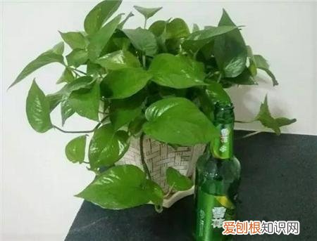 如何养好盆栽植物视频，盆栽养花养不死这5大秘诀，实用亲测！保证好用