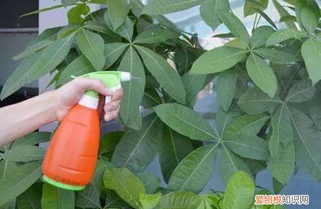 如何养好盆栽植物视频，盆栽养花养不死这5大秘诀，实用亲测！保证好用
