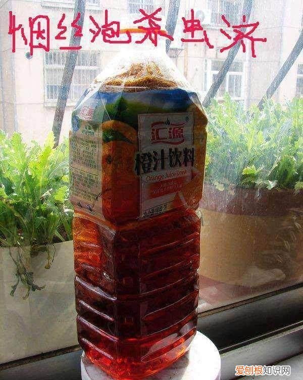 如何养好盆栽植物视频，盆栽养花养不死这5大秘诀，实用亲测！保证好用