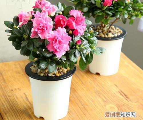 如何养好盆栽植物视频，盆栽养花养不死这5大秘诀，实用亲测！保证好用