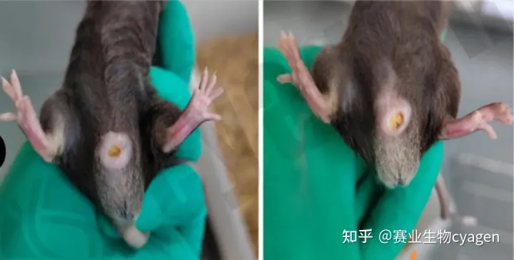 您有一份新的小鼠疾病说明怎么写,您有一份新的小鼠疾病说明,请查收!