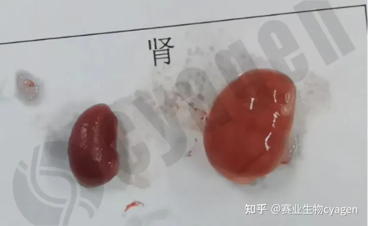 您有一份新的小鼠疾病说明怎么写,您有一份新的小鼠疾病说明,请查收!