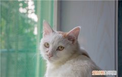 猫黄疸怎么治疗方法,猫黄疸怎么得的,猫黄疸怎么治用什么药，猫出现黄疸怎么治疗