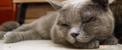 英国短毛猫公猫绝育后的反应,英短公猫绝育后会怎样,英短公猫绝育后有什么反应
