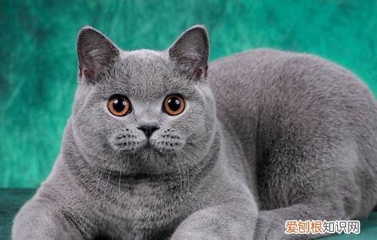 应该短毛猫拉肚子怎么办,英短猫拉稀怎么办,英短一直拉稀怎么办,美国短毛猫拉稀怎么办