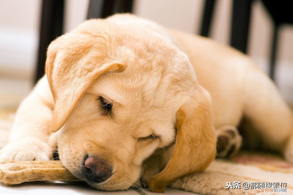 动物也是一条生命作文，宠物也是一条生命