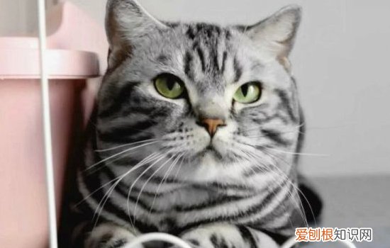 猫不绝育会怎样,猫不绝育的危害,猫不绝育会一直发情吗,猫要是不绝育会怎么样