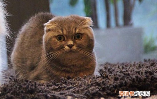 猫做绝育痛吗,猫做绝育痛苦吗,猫最绝育麻药过了有多痛，猫咪做绝育会疼吗