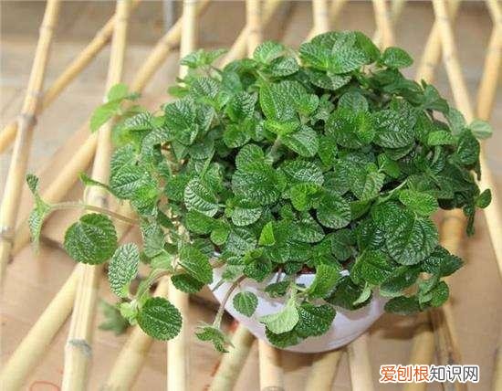 教你养花小技巧视频，老花农教几招养花技巧，保证让你养的花长得又旺盛又好看！
