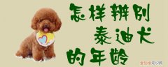 怎样辨别泰迪犬的年龄，怎么分辨泰迪狗的年龄
