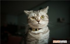 猫什么时候绝育比较好,公猫什么时候绝育,猫什么时候绝育合适，公猫最好什么时候绝育