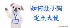 如何让小狗定点大便，让怎么快速的让狗狗定点大便