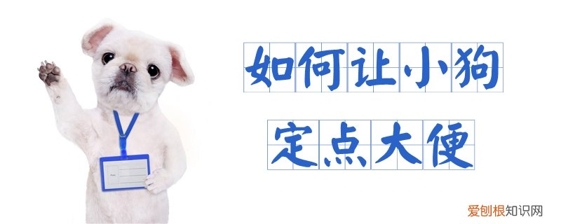 如何让小狗定点大便，让怎么快速的让狗狗定点大便