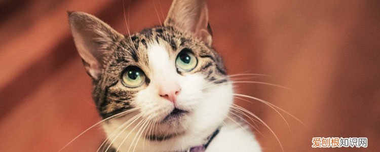 猫咪感冒了怎么办,猫咪感冒了吃什么药好,猫感冒怎么办，猫咪感冒了怎么办 感冒吃什么药好