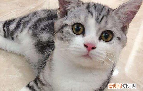 绝育的母猫还会乱跑吗,公猫绝育是不是就不会乱跑了,，公猫已经绝育了为什么还到处乱跑