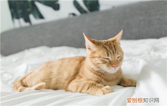 绝育的母猫还会乱跑吗,公猫绝育是不是就不会乱跑了,，公猫已经绝育了为什么还到处乱跑