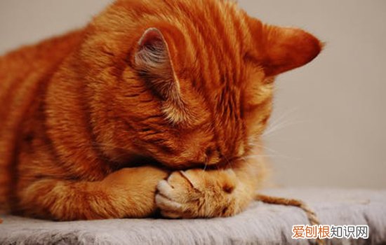 猫咪拉稀怎么办,猫拉稀怎么办,猫拉肚子怎么办，猫拉稀了该怎么办