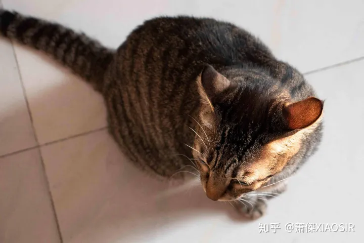 宠物陪你是他的一生,善待爱宠,从根本上解决它的一日三餐开始