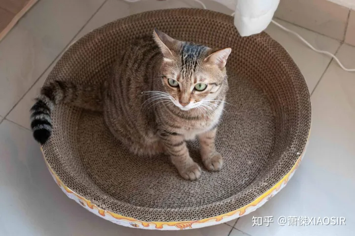 宠物陪你是他的一生,善待爱宠,从根本上解决它的一日三餐开始
