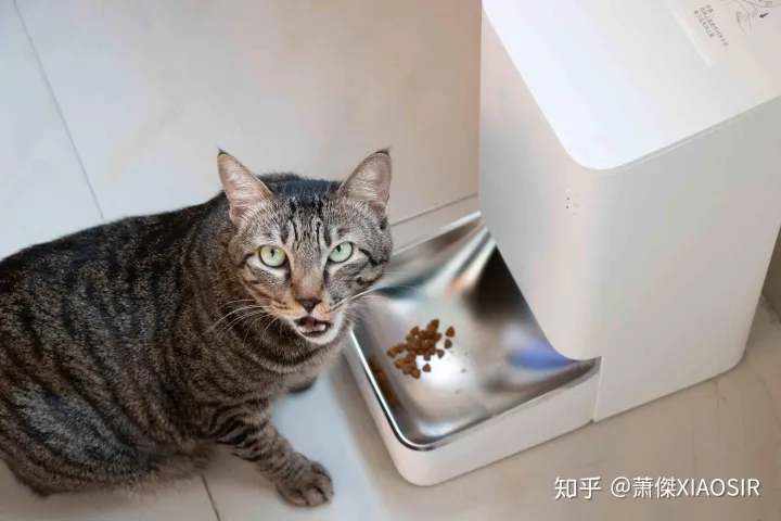 宠物陪你是他的一生,善待爱宠,从根本上解决它的一日三餐开始