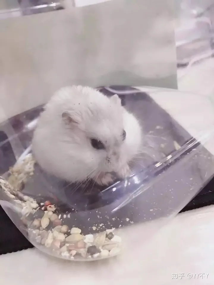 宠物也是生命,宠物生命易逝,珍惜当下才是我们该做的